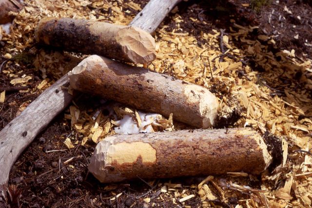 Beaver gnawing Picture