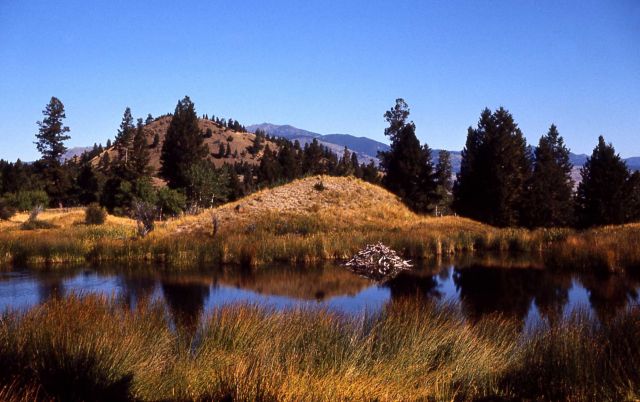 Beaver lodge Picture