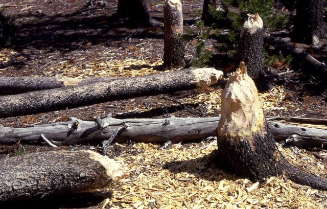 Beaver gnawing Picture