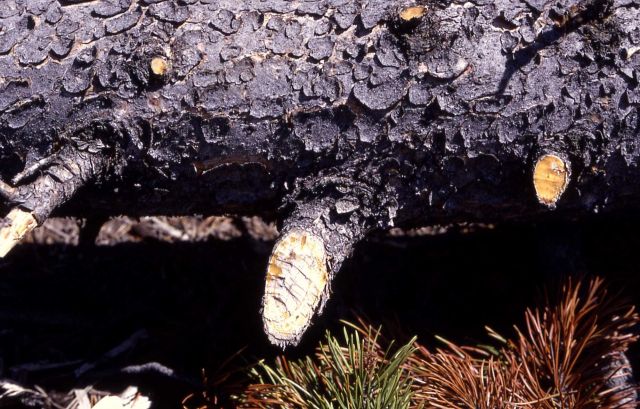 Beaver gnawing Picture