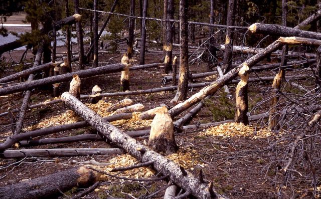 Beaver gnawing Picture