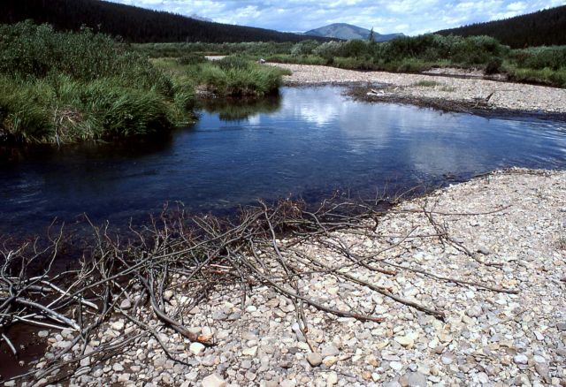 Beaver cuttings Picture