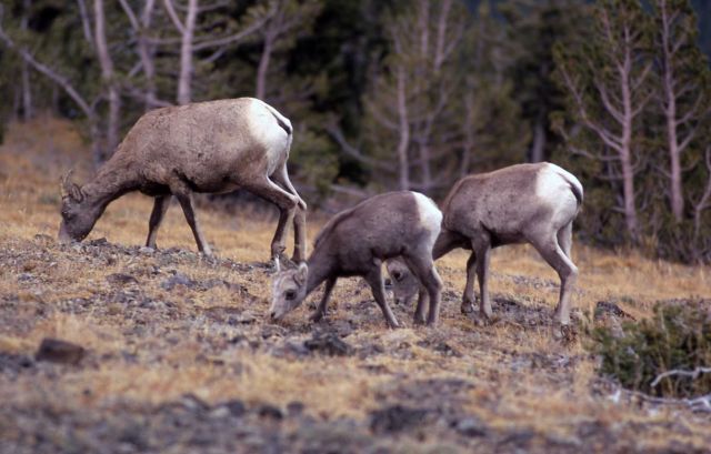 Bighorn Sheep ewe and lamb on Mt Washburn Picture