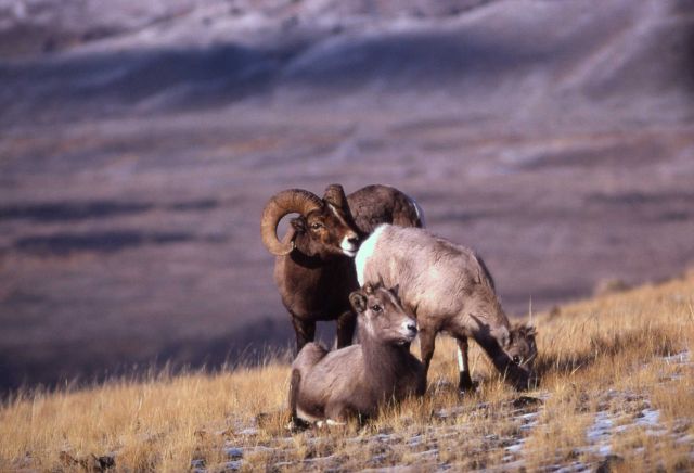 Bighorn Sheep ewes & ram on slope Picture