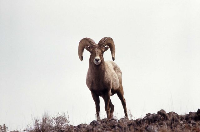 Bighorn Sheep ram Picture