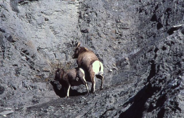 Bighorn Sheep ram & ewe mating Picture