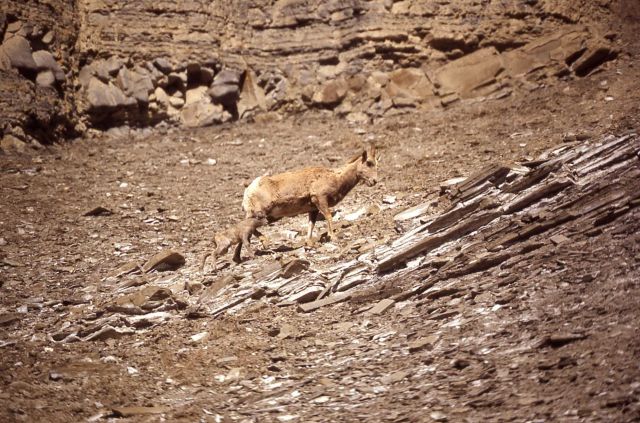 Bighorn Sheep ewe & lamb in Gardner River canyon Picture