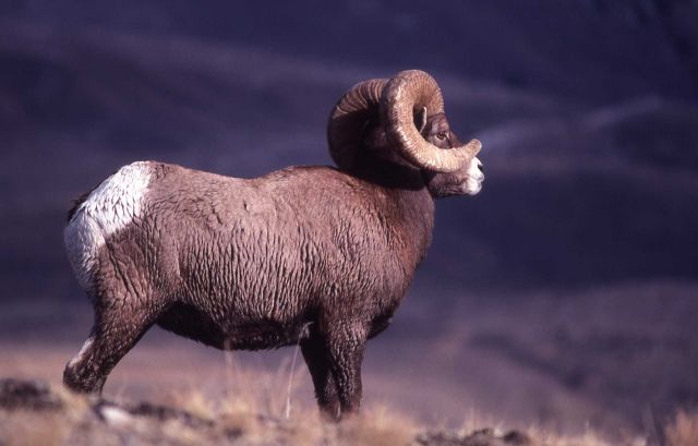 Bighorn Sheep ram profile Picture