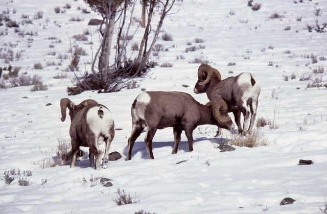 Three Bighorn Sheep rams grazing in snow Picture