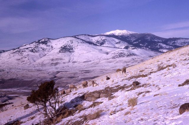 Bighorn Sheep on Mt Everts in winter Picture