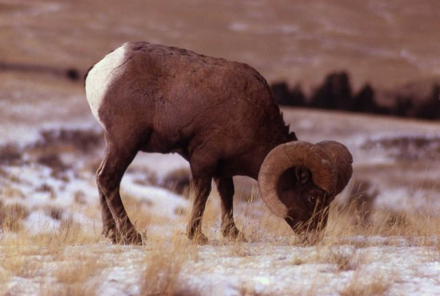 Bighorn Sheep eating Picture