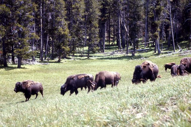 Bison in Hayden Valley Picture