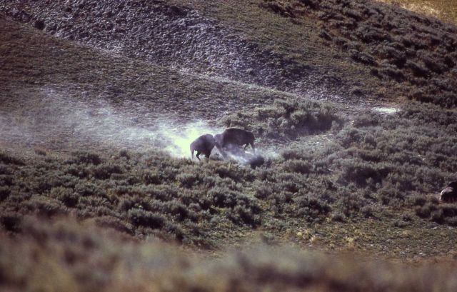 Bison fighting Picture