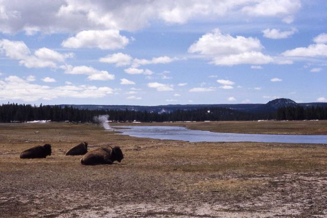 Bison near Firehole River Picture