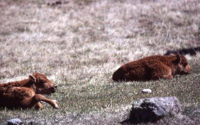 Bison calves Picture