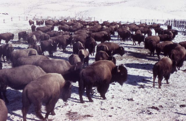 Bison on Buffalo Ranch Picture