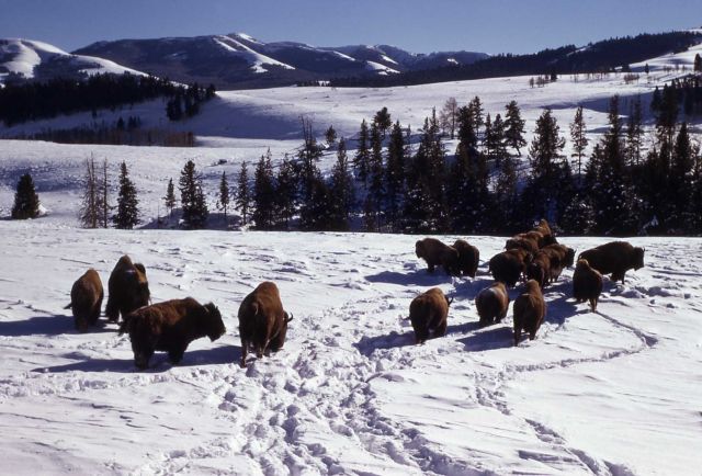 Bison in winter in Lamar Valley Picture