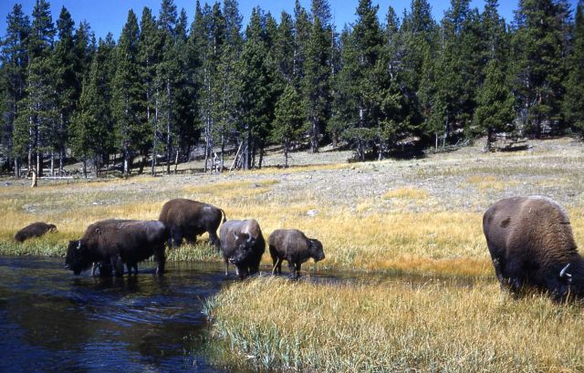 Bison at Nez Perce Creek Picture