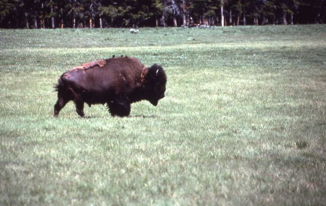 Bison with brown-headed cowbird on its back Picture