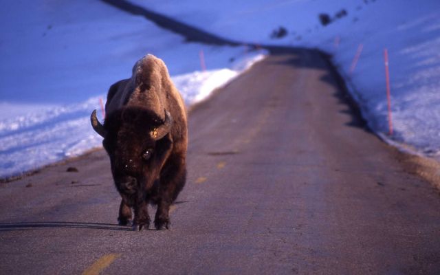 Bison on road in lamar Valley Picture