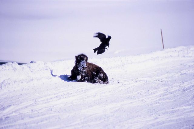 Bison & crow in winter in Hayden Valley Picture