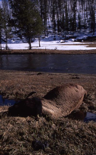 Dead bison near Gibbon River Picture