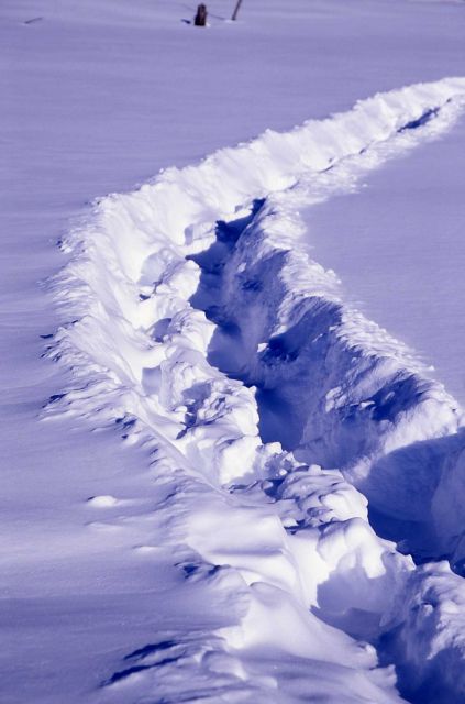 Bison path thru snow near Mary Bay Picture