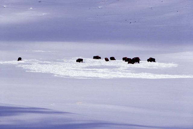 Bison in winter at Blacktail Picture