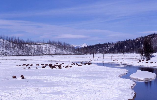 Bison in winter beside Madison River Picture