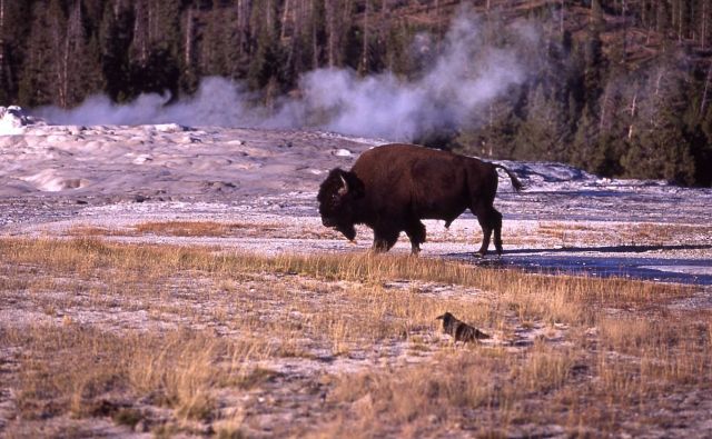 Bison at Old Faithful cone Picture