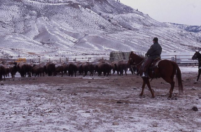 Rangers moving bison into Stephens Creek pen Picture