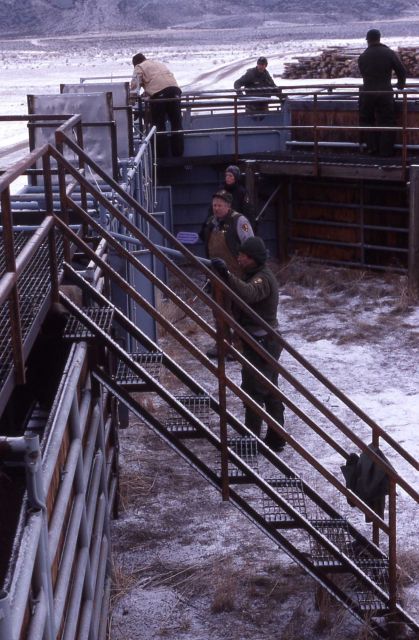 National Park Service personnel at loading & sorting shoot - Stephens Creek bison pen Picture