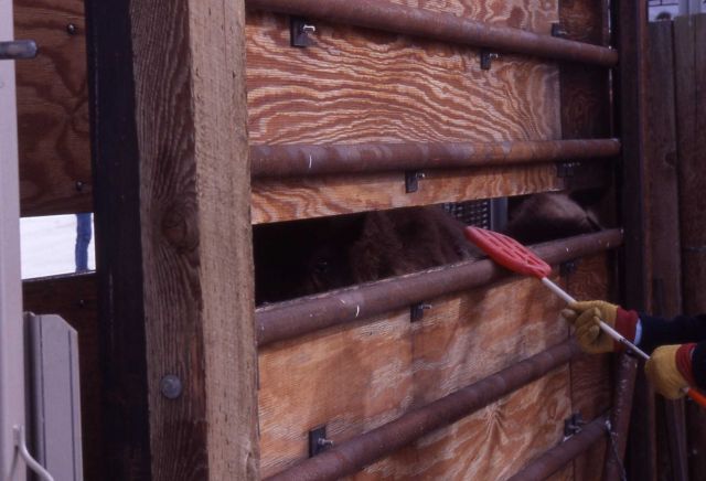Loading bison on trailers - Stephens Creek Picture
