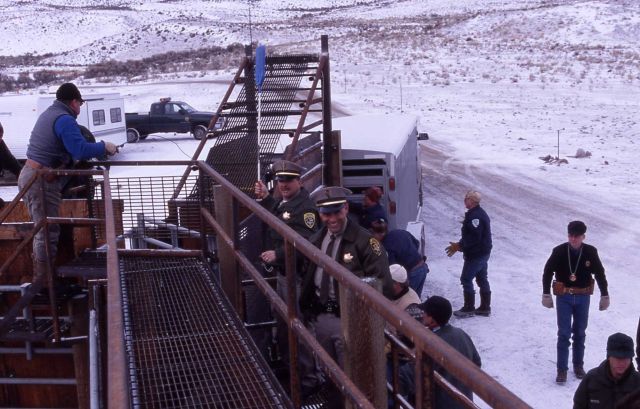 Loading bison on trailers - Stephens Creek Picture