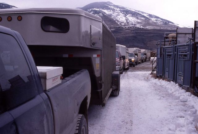 Trailers waiting to be loaded with bison - Stephens Creek Picture