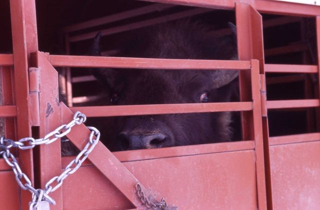 Trailer with bison - Stephens Creek Picture
