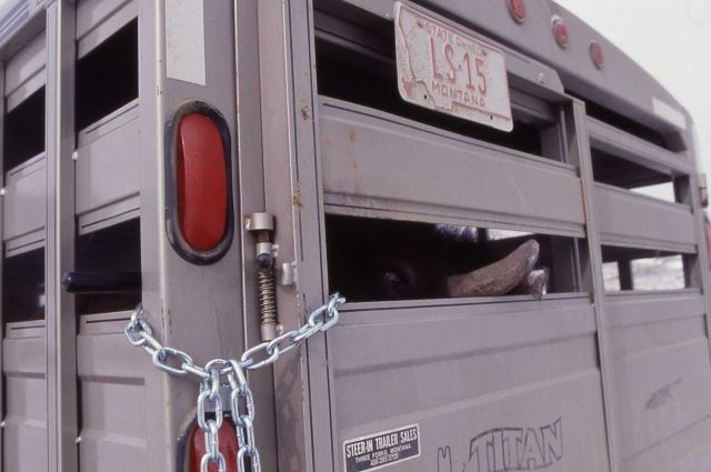 Trailer (with bison) showing State of Montana license plate - Stephens Creek Picture
