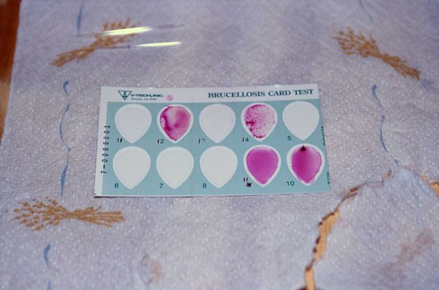 Brucellosis card test (for bison) - speckled results indicate a positive reaction for brucella antibodies, smooth pick indicates a negative reaction Picture