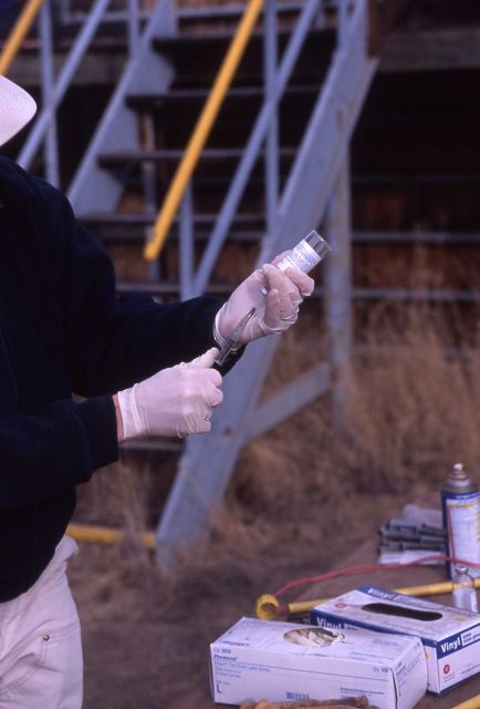 Steve Sweaney, NPS contractor, preparing bison inoculation Picture