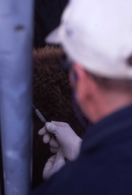 Steve Sweaney, NPS contractor, inoculating bison Picture