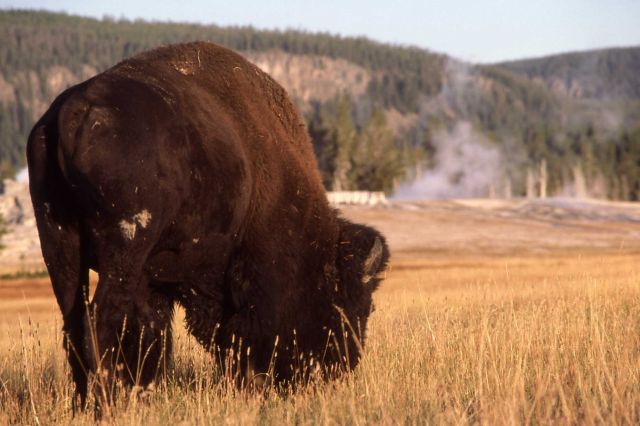 Bison in Upper Geyser Basin Picture