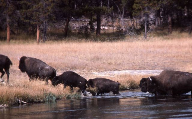 Bison fording river Picture