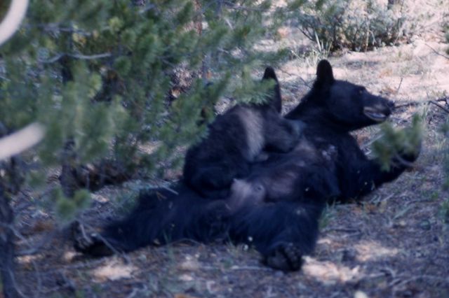 Black bear nursing Picture