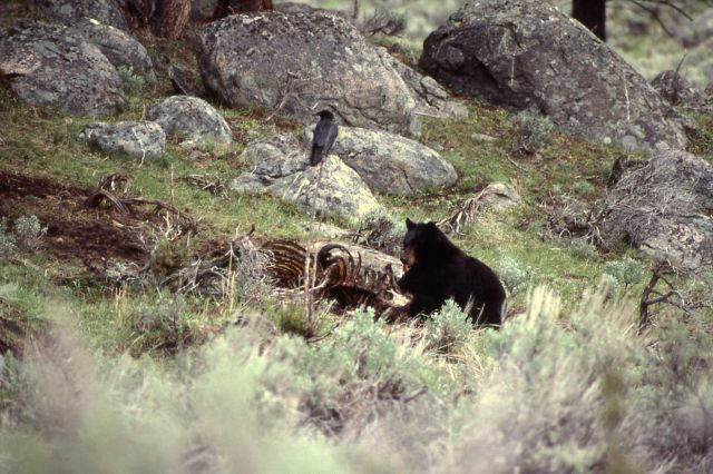 Black bear on bison carcass with raven on nearby rock near Junction Butte Picture