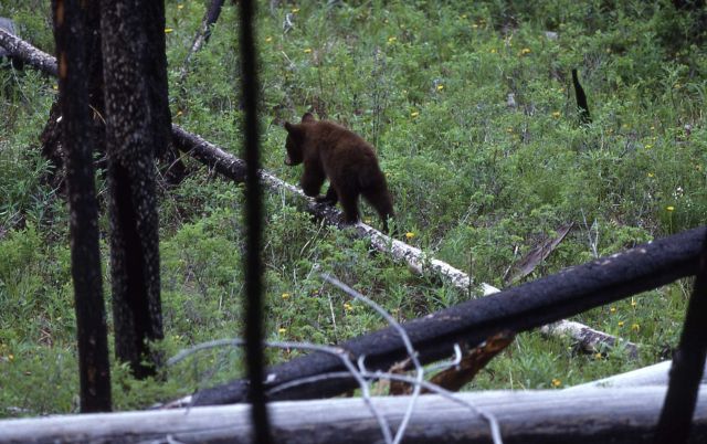 Black bear cub near Tower Picture