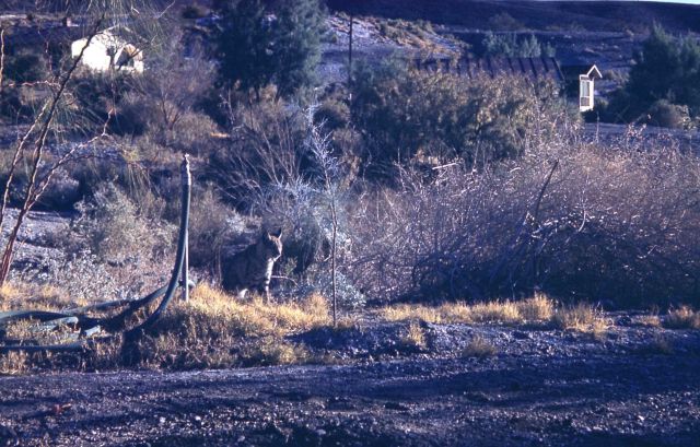 Bobcat near Carbella Bridge on the Yellowstone River Picture