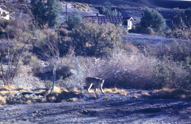 Bobcat near Carbella Bridge on the Yellowstone River Picture