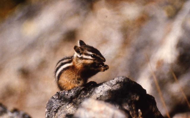 Chipmunk Picture