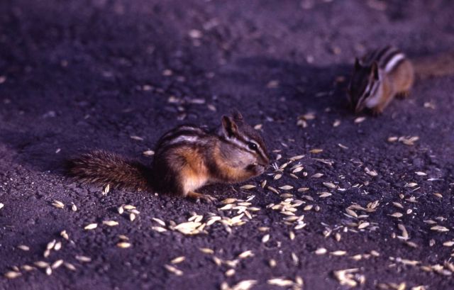 Chipmunk Picture