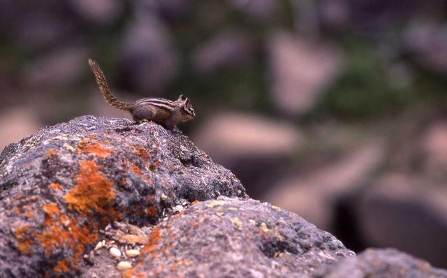Chipmunk at Gibbon Falls Picture